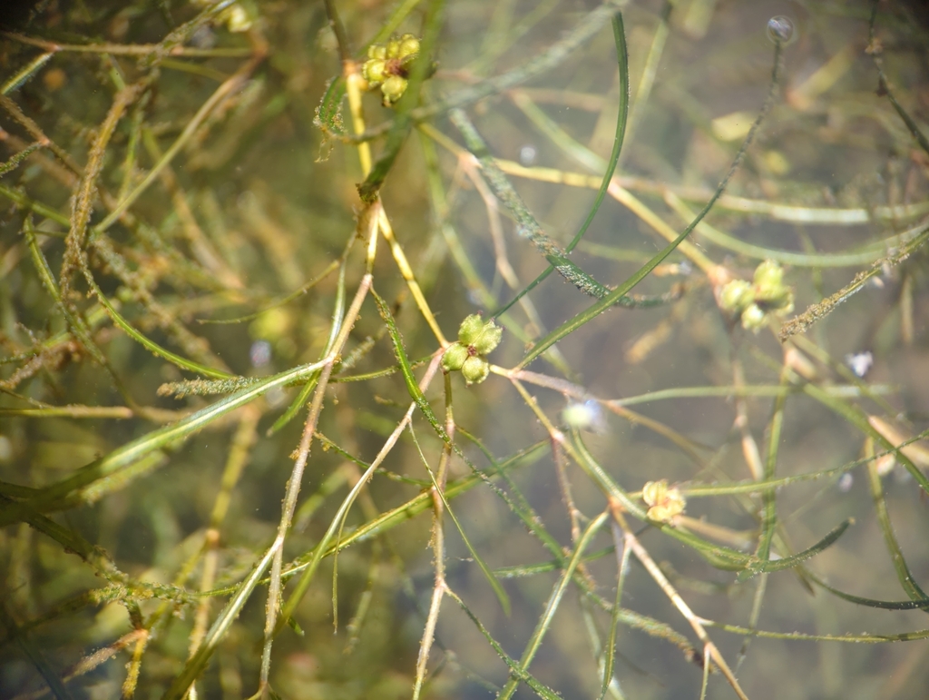 leafy pondweed