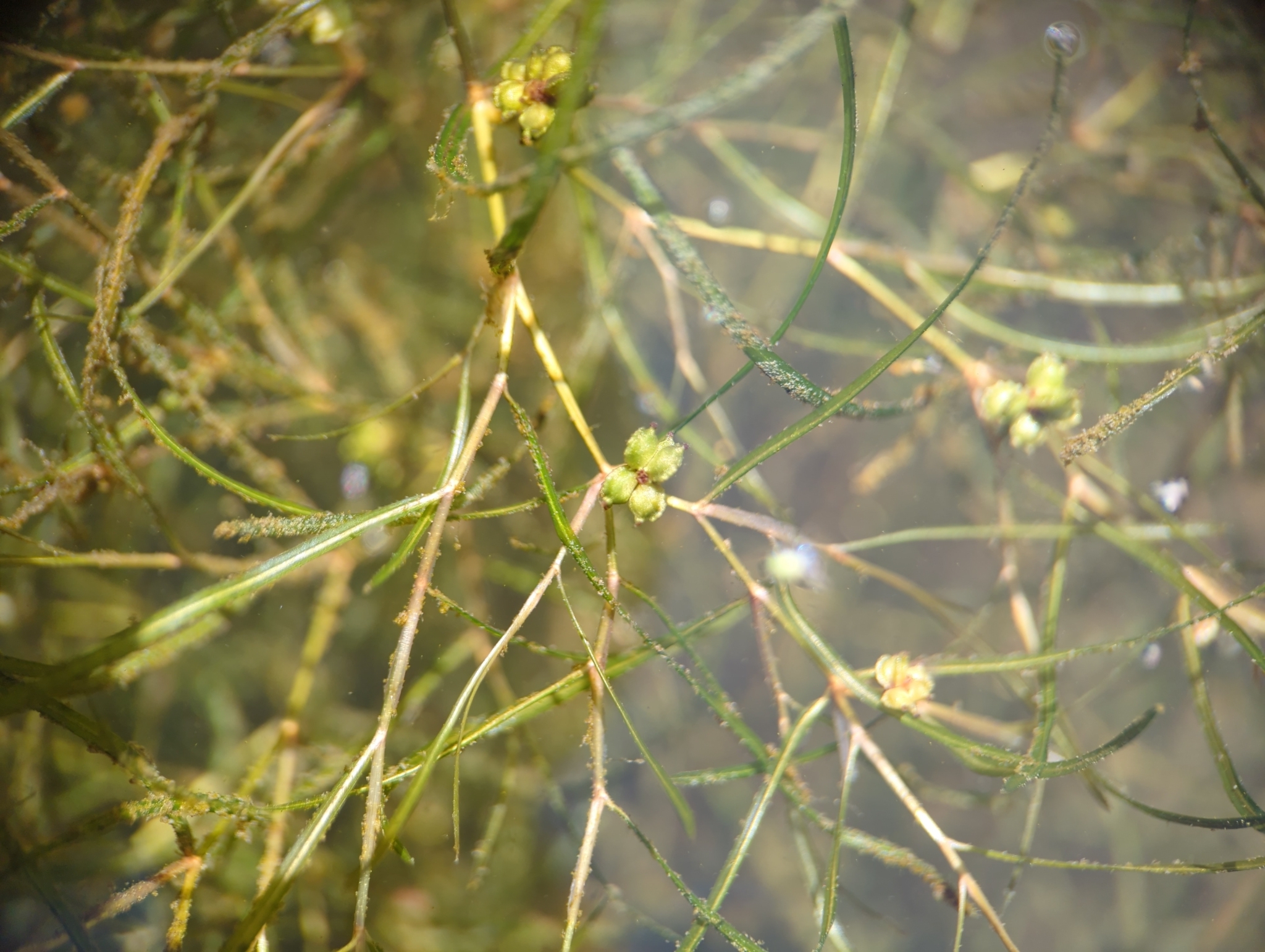Potamogeton foliosus