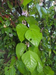 Phaseolus vulgaris