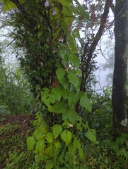 Phaseolus vulgaris