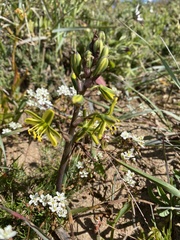 Albuca suaveolens