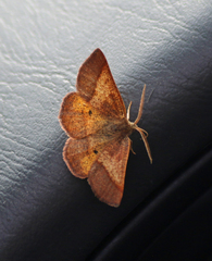 Metarranthis obfirmaria
