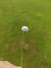Eriocaulaceae