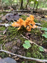 Cantharellus