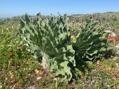 Boophone haemanthoides