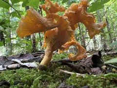 Cantharellus