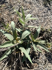 Asclepias speciosa