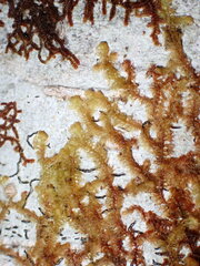 Ptilidium pulcherrimum