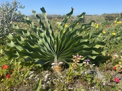 Boophone haemanthoides