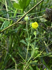Potentilla argentea