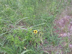 Rudbeckia hirta pulcherrima