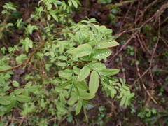Vaccinium ovalifolium