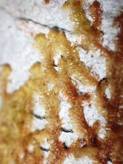 Ptilidium pulcherrimum