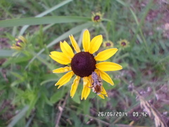 Rudbeckia hirta pulcherrima