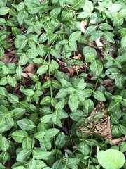 Euonymus fortunei