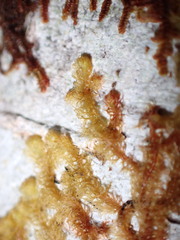Ptilidium pulcherrimum