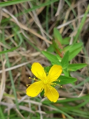 Hypericum nagasawae