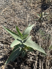 Asclepias speciosa