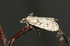Diurnea fagella