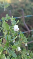 Salpichroa origanifolia