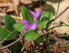 Polygaloides paucifolia