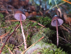 Psilocybe neoxalapensis