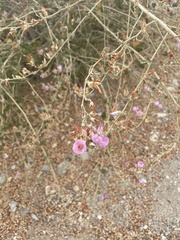 Malacothamnus fasciculatus