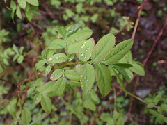 Vaccinium ovalifolium