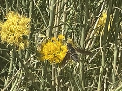 Paradejeania rutilioides