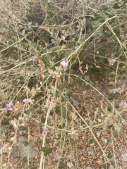 Malacothamnus fasciculatus