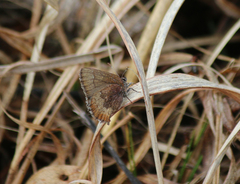 Callophrys augustinus