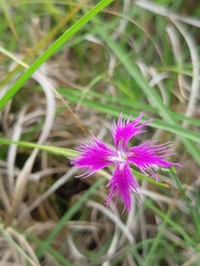 Dianthus pygmaeus