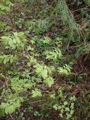 Vaccinium ovalifolium
