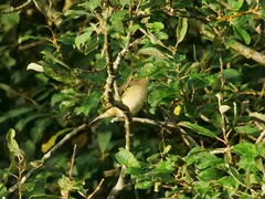 Phylloscopus