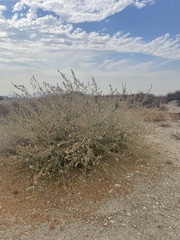 Malacothamnus fasciculatus