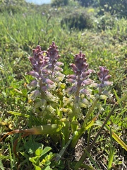 Lachenalia pallida