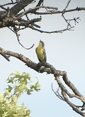 Setophaga kirtlandii