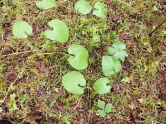 Maianthemum dilatatum