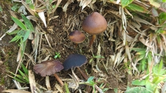 Psilocybe subtropicalis