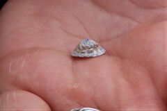 Testudinalia testudinalis