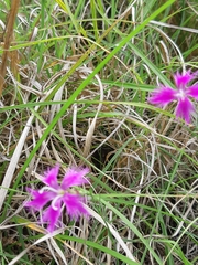 Dianthus pygmaeus