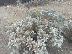 Encelia farinosa