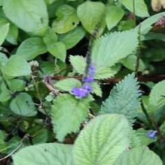 Stachytarpheta jamaicensis