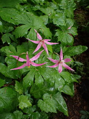 Erythronium revolutum
