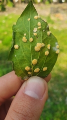 Puccinia