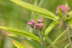Asclepias incarnata incarnata