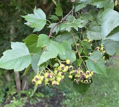 Crataegus monogyna