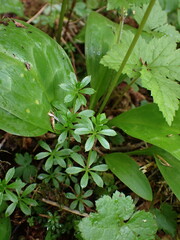 Galium triflorum