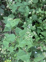Ageratina