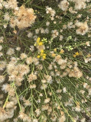 Lepidospartum squamatum